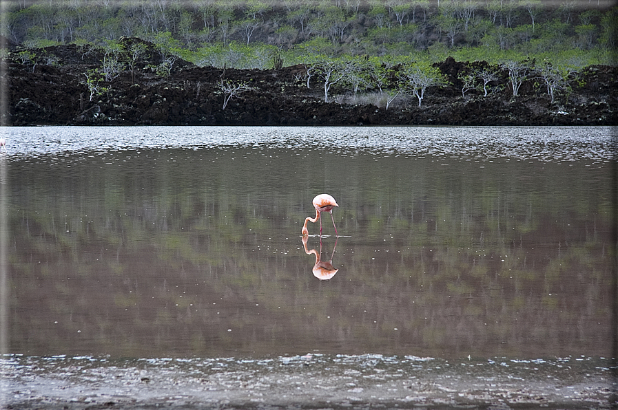 foto Flora e la fauna della Isole Galapagos